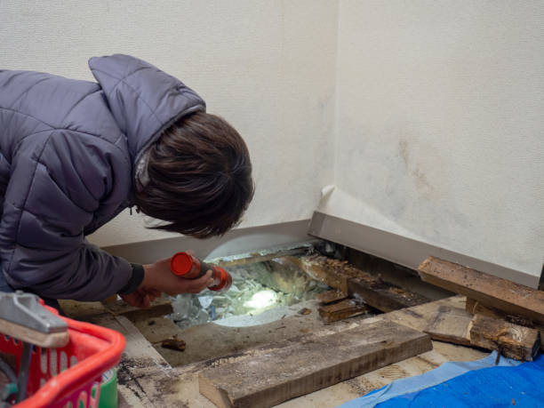 Best Basement Mold Removal  in Mayville, NY
