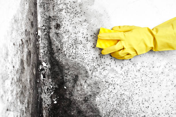 Best Black Mold Removal  in Mayville, NY