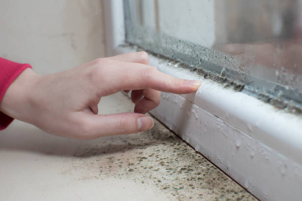 Forensic Mold Investigation in Mayville, NY